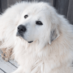 グレートピレニーズとの暮らし｜性格と迎える前に知りたい飼育の準備
