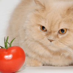 猫はトマトを食べても大丈夫？危険な部分と与える際の注意点