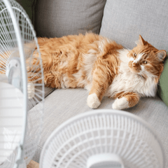 猫の熱中症は室内でも注意！症状の見分け方と予防対策