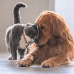 犬と猫はどっちが飼いやすい？暮らし方別に比較解説