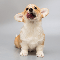 犬にさくらんぼは大丈夫？種や茎の注意点