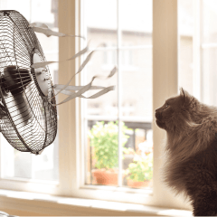 猫の熱中症対策｜留守番中の室温管理と注意点