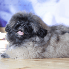狆はどんな犬？性格や特徴、魅力と飼い方・日常ケアをやさしく解説