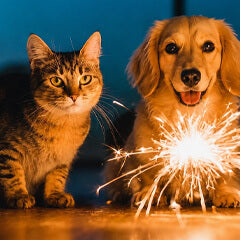 5月28日は花火の日｜犬猫が安心できる音対策と過ごし方