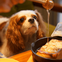 犬同伴カフェで愛犬が安心して過ごせる工夫とは