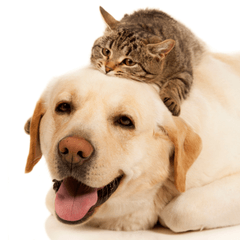 犬と猫が安心できる部屋づくり｜快適に暮らす工夫