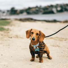 犬が散歩を嫌がる理由とは？考えられる原因と対策