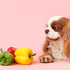 犬にピーマンは危険？安全な与え方と注意点を解説