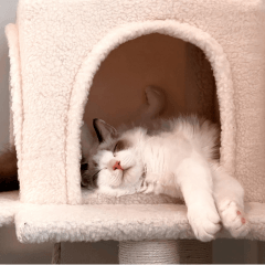 猫の暑さ対策｜夏を快適に過ごす方法と注意したいサイン