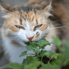 子猫にまたたびはNG？与える時期と注意点を解説