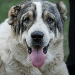 アラバイはどんな犬？性格・大きさと迎える前に知りたい飼育の注意点