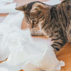 猫の肛門腺絞りは必要？頻度と注意点・受診の目安を解説