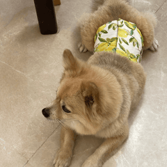 犬の生理中に見られる変化は？過ごし方と注意点