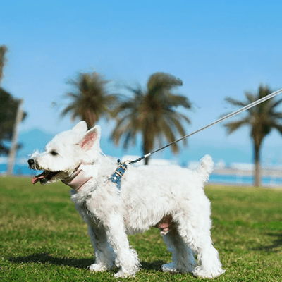 犬との散歩がもっと楽しくなるコツ｜安全な歩き方と注意点