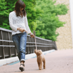 犬の散歩に適した時間帯は？気温別の目安と注意点