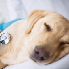 犬の食物アレルギー、どんな症状が出る？かゆみ・下痢と受診の目安