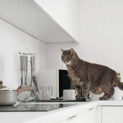 猫が生姜をなめた！体への影響と慌てないための対処法