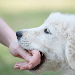 犬に噛まれたら？すぐ行う応急処置と病院受診の目安