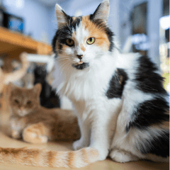 初めての猫カフェで失敗しない楽しみ方と接し方