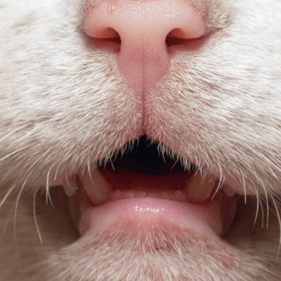 猫のクラッキングが増えた理由は？見守り方と注意点