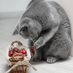 猫にさくらんぼは危険？食べた時の注意点