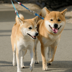 犬の散歩を休むべき気温は？暑さ・寒さの目安と対策