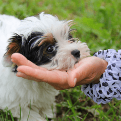 犬に噛まれた傷が小さくても要注意｜応急処置と受診の目安