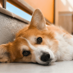 犬の熱中症サインと今すぐできる対策｜症状・応急処置・予防法