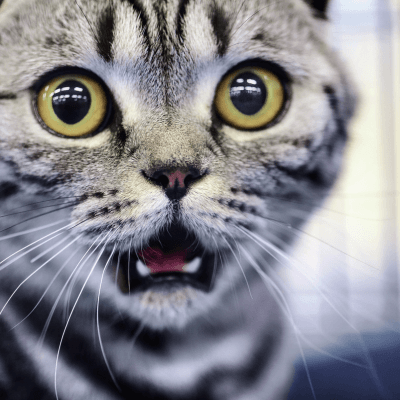 猫の変顔「フレーメン反応」の秘密｜理由と注意点