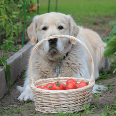 犬にトマトをあげていい？初めて与える量・注意点と誤食時の対応