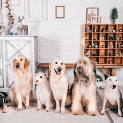 どの犬種が自分に向いている？生活別の選び方を紹介