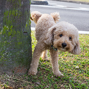 トイレのしつけ方法は？