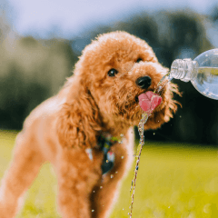 犬の熱中症を防ぐ水分補給のコツ｜飲まないときの対策