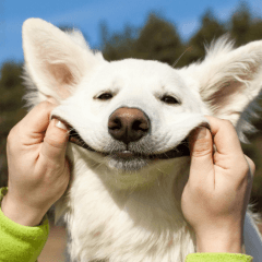 大型犬を飼う前に確認したい7つのこと｜費用や環境を解説