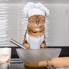「猫も杓子も」ってどんな意味？由来や使い方を例文で解説