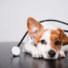 犬のアレルギーかも？主な症状と注意点