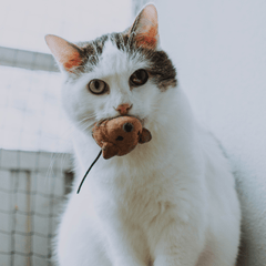 十二支に猫がいないのはなぜ？ネズミとの昔話と本当の成り立ち