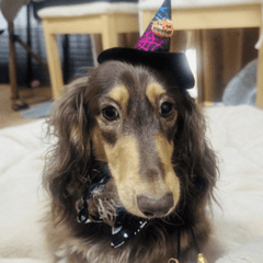 犬と過ごすハロウィン！楽しい思い出の作り方と安全対策