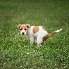 犬の肛門腺ケアはいつから？必要なサインと受診の目安