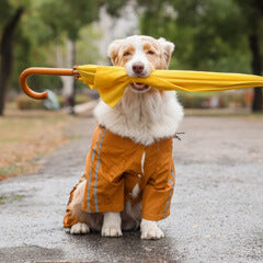 雨の日に犬はどう過ごす？室内遊びと快適ケアの工夫
