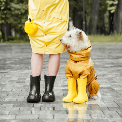雨の日に犬の散歩はどうする？判断基準と安全対策を解説