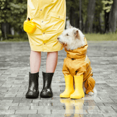 雨の日に犬の散歩はどうする？判断基準と安全対策を解説