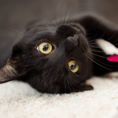 黒猫が甘えん坊と言われる理由｜性格や接し方を解説