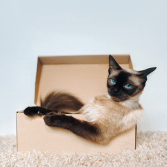 猫社会にボスはいる？順位関係と行動の見分け方