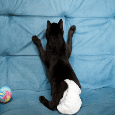 猫に生理はある？発情期との違いと出血時の注意点