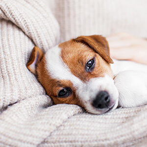 自宅でできる健康チェックは？