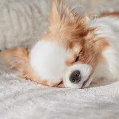 犬の睡眠時間は何時間？