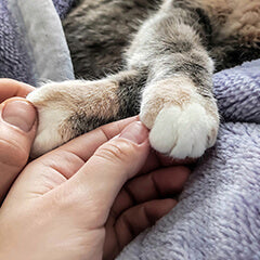 猫がふみふみする理由とは？