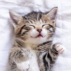 猫の睡眠時間はどのくらい？