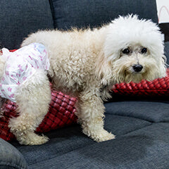 老犬がご飯を食べない理由とは？